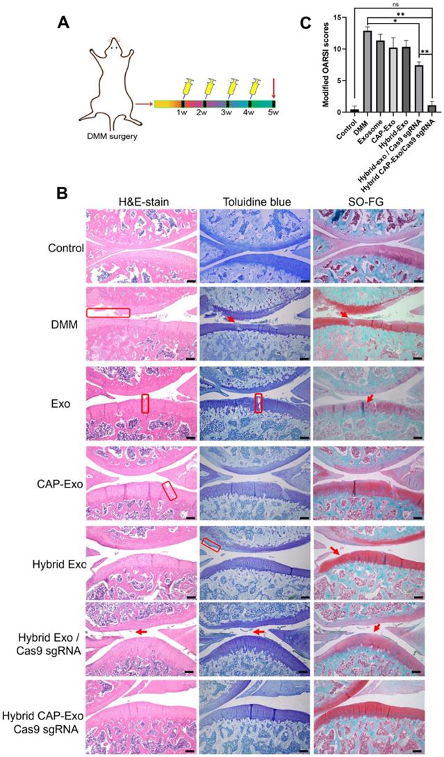 Theranostics Image