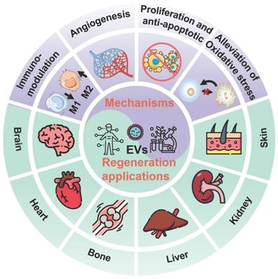 Theranostics Image