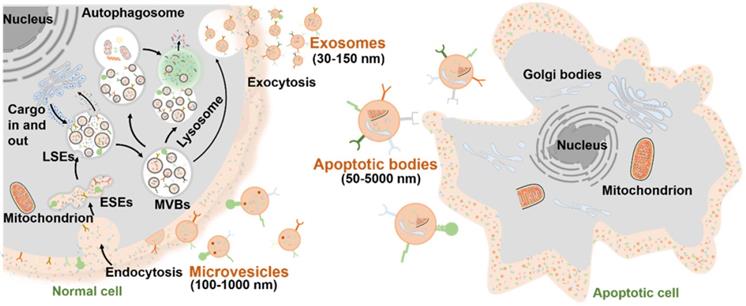 Theranostics Image