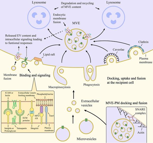 Theranostics Image