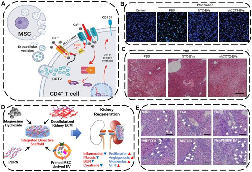 Theranostics Image