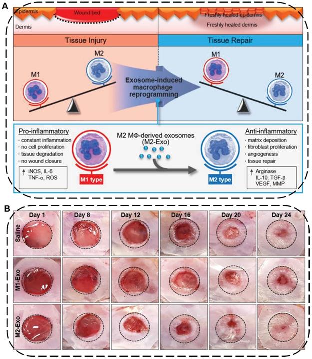 Theranostics Image