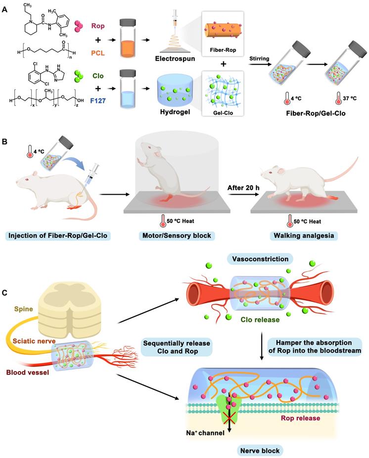 Theranostics Image