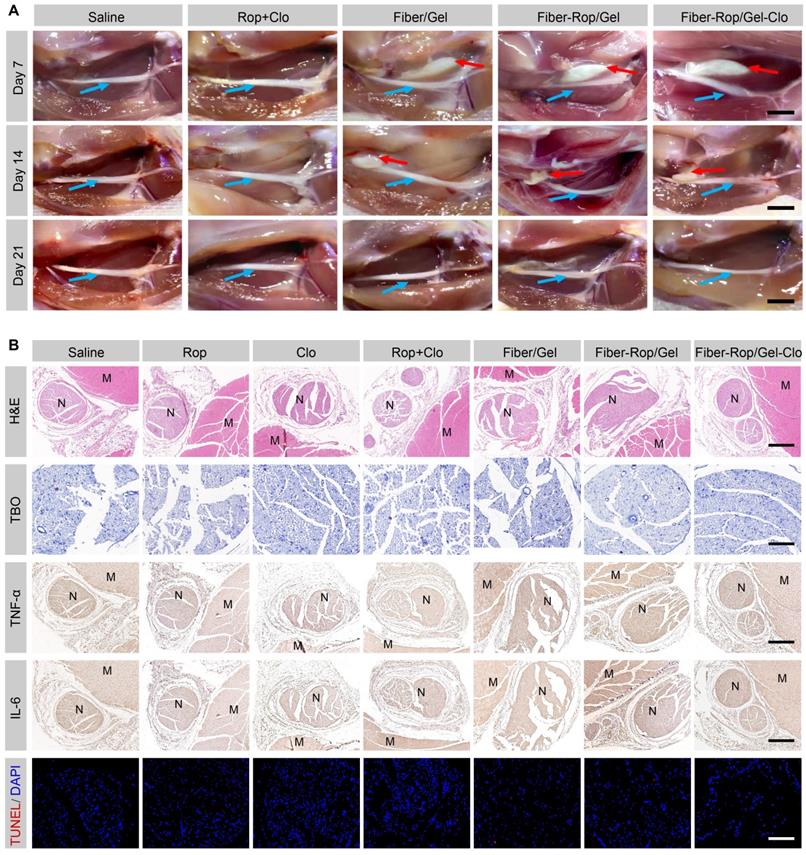 Theranostics Image