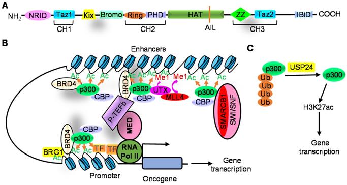 Theranostics Image