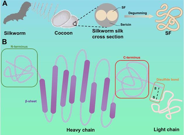 Theranostics Image