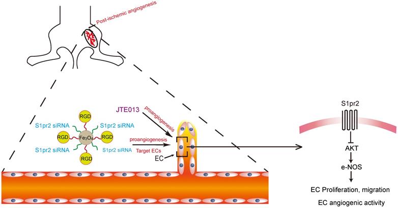 Theranostics Image