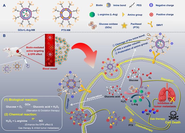 Theranostics Image