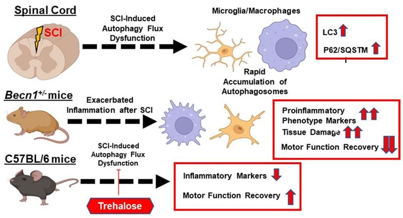 Theranostics Image