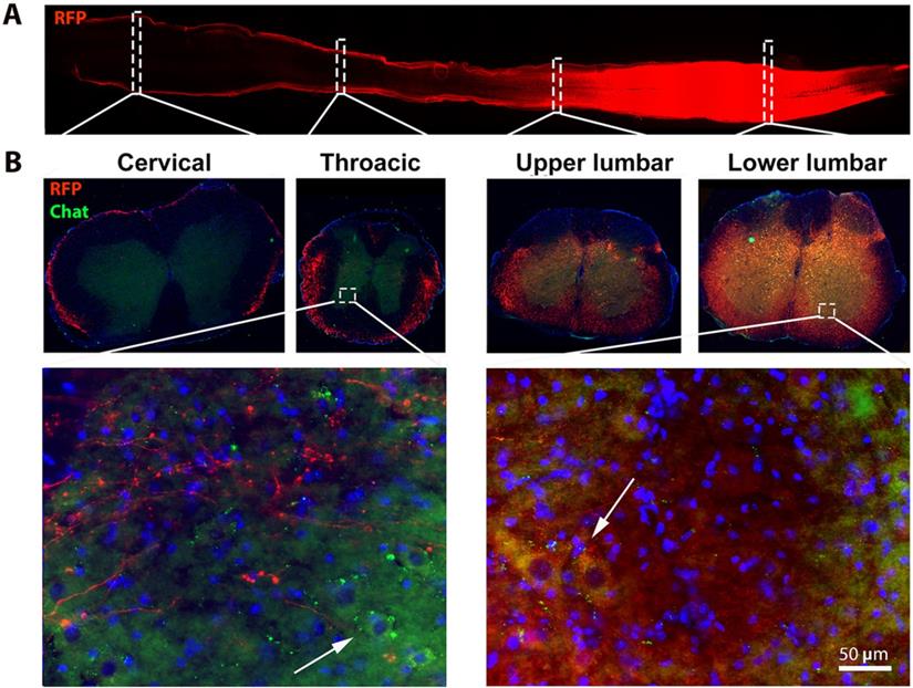 Theranostics Image