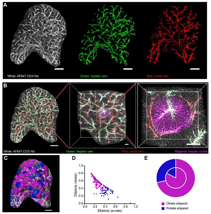 Theranostics Image