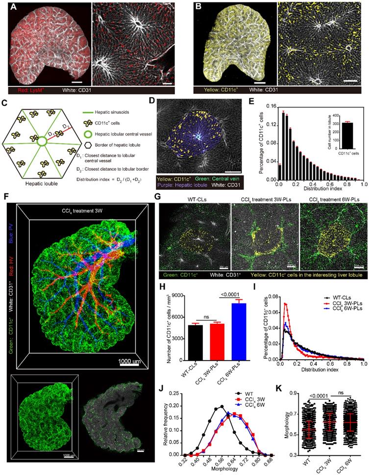Mesoscale visualization of threedimensional microvascular architecture and immunocyte