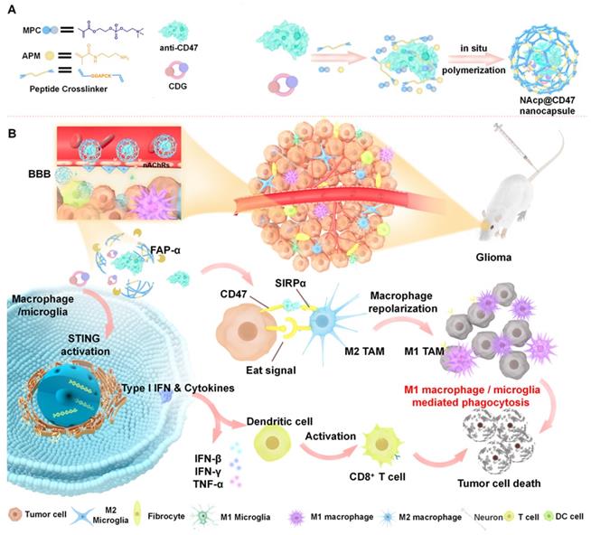 Theranostics Image