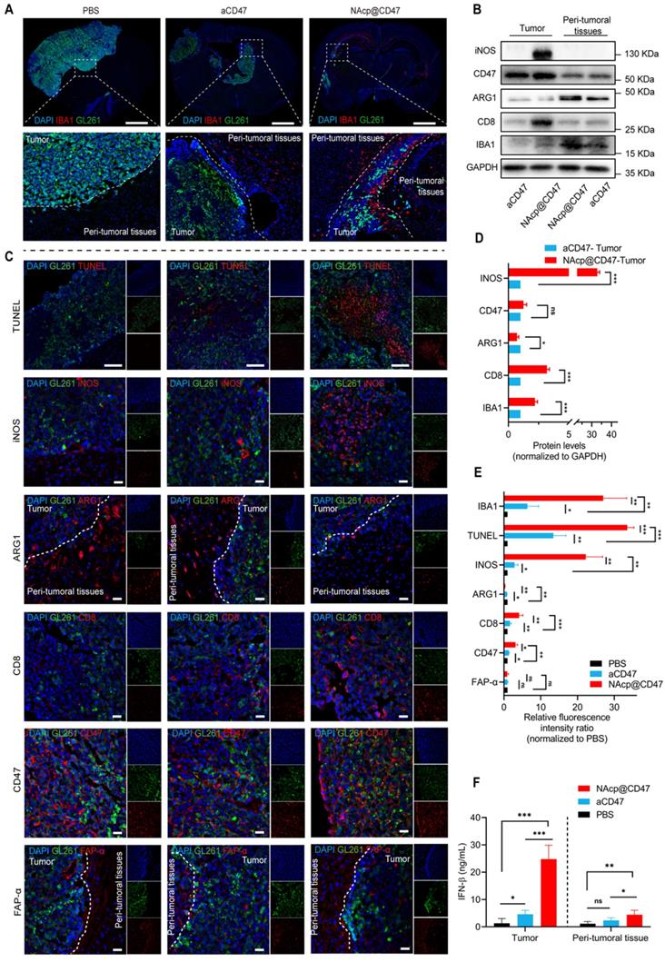 Theranostics Image