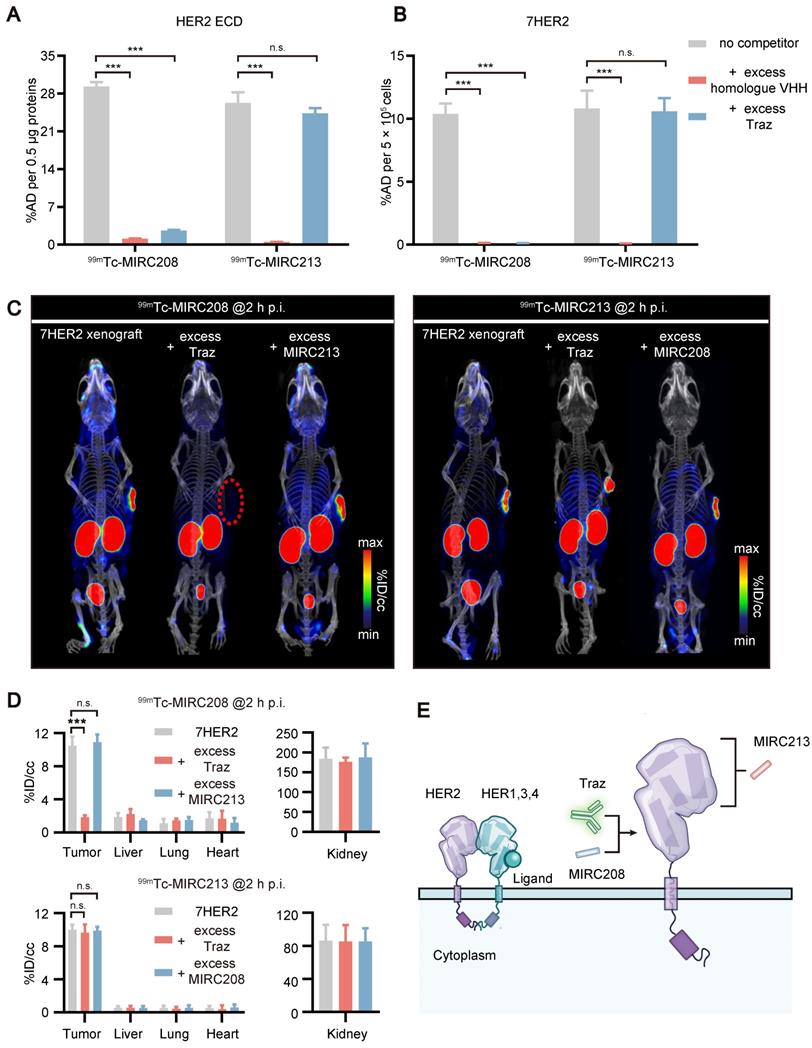 Theranostics Image