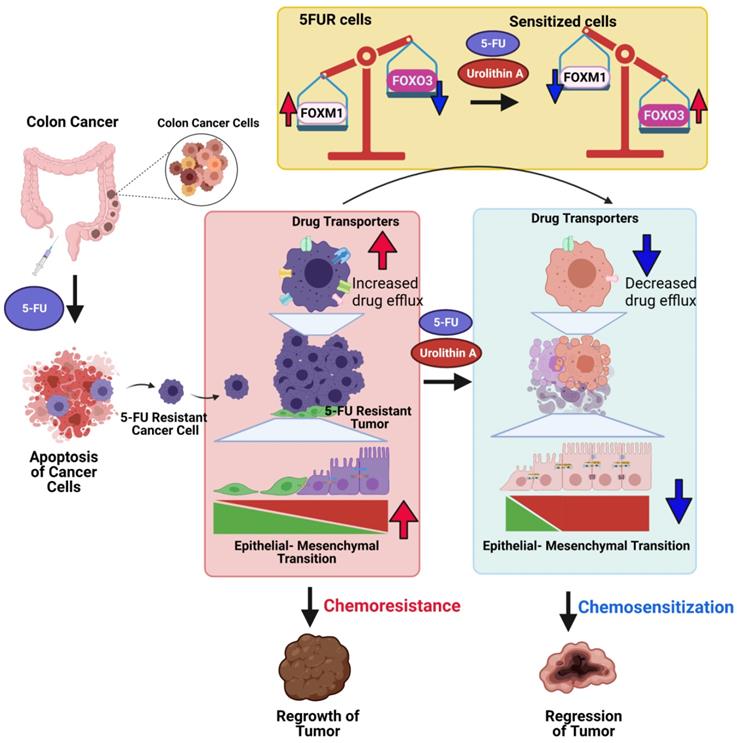 Theranostics Image