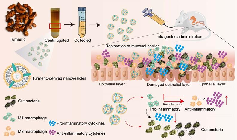 Theranostics Image