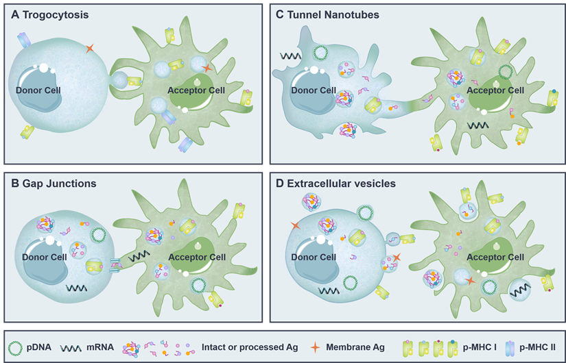 Theranostics Image