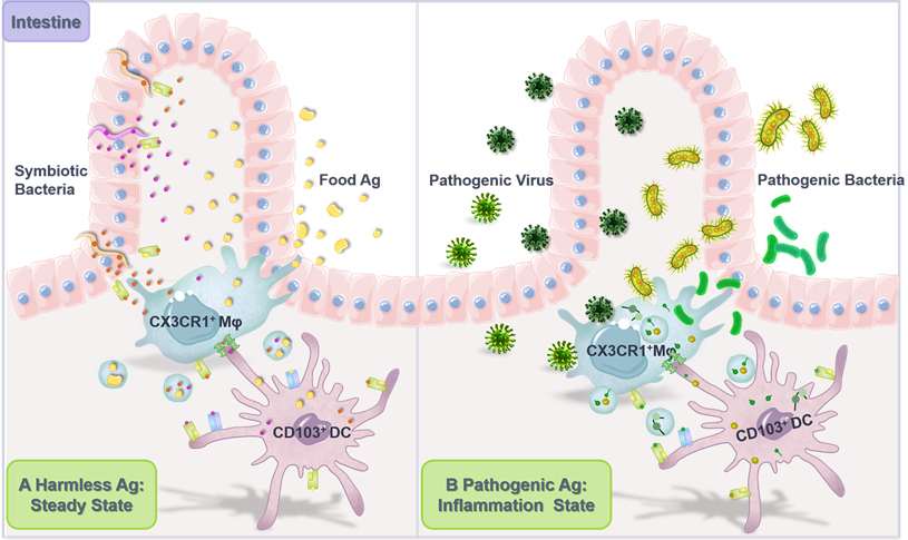 Theranostics Image