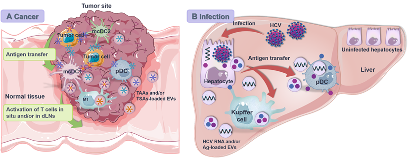 Theranostics Image