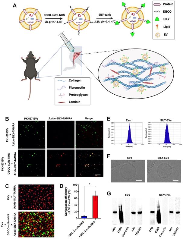 Theranostics Image