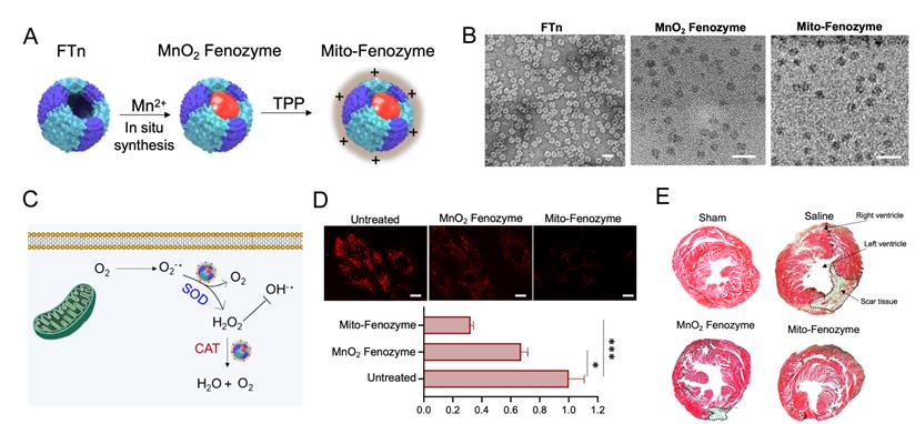 Theranostics Image