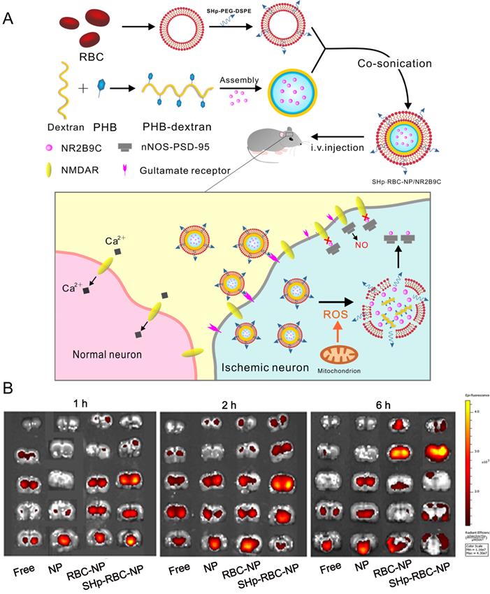 Theranostics Image