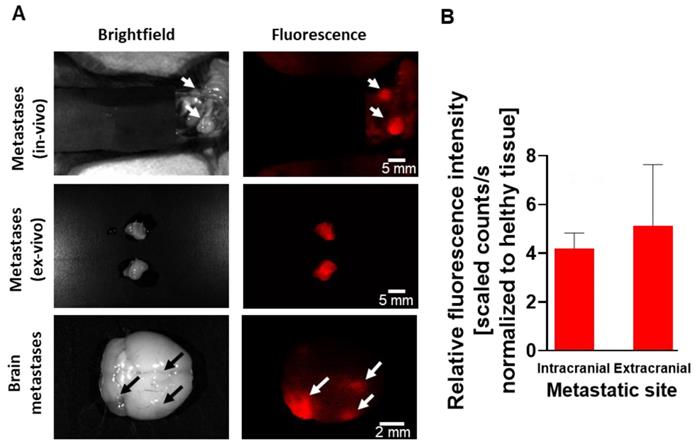 Theranostics Image