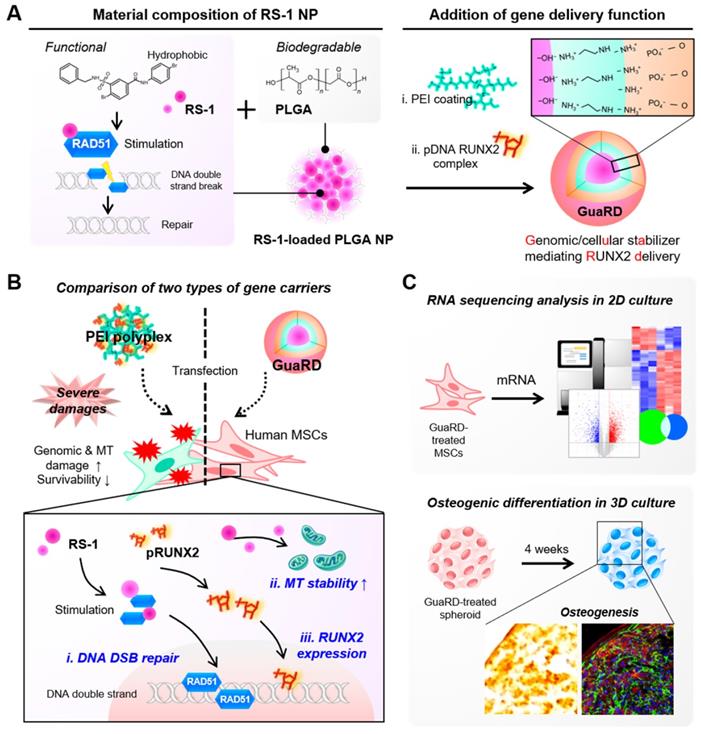 Theranostics Image