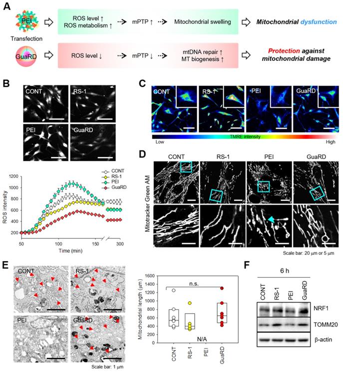 Theranostics Image