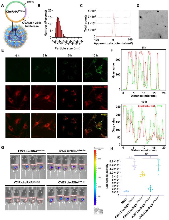 Theranostics Image