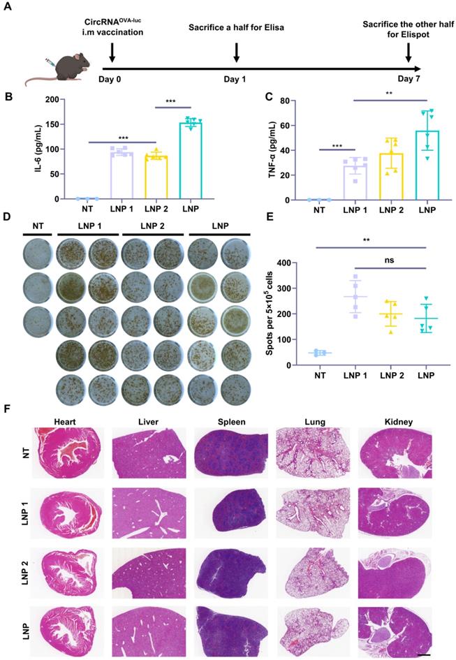 Theranostics Image