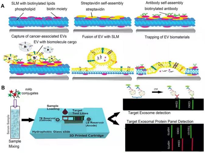 Theranostics Image