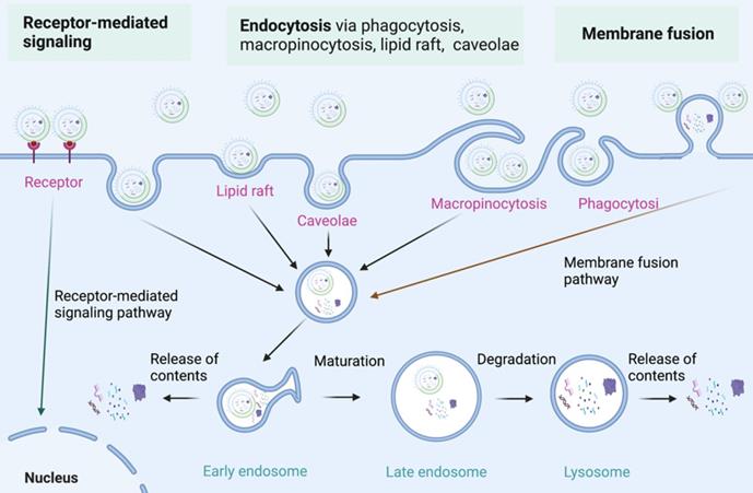 Theranostics Image