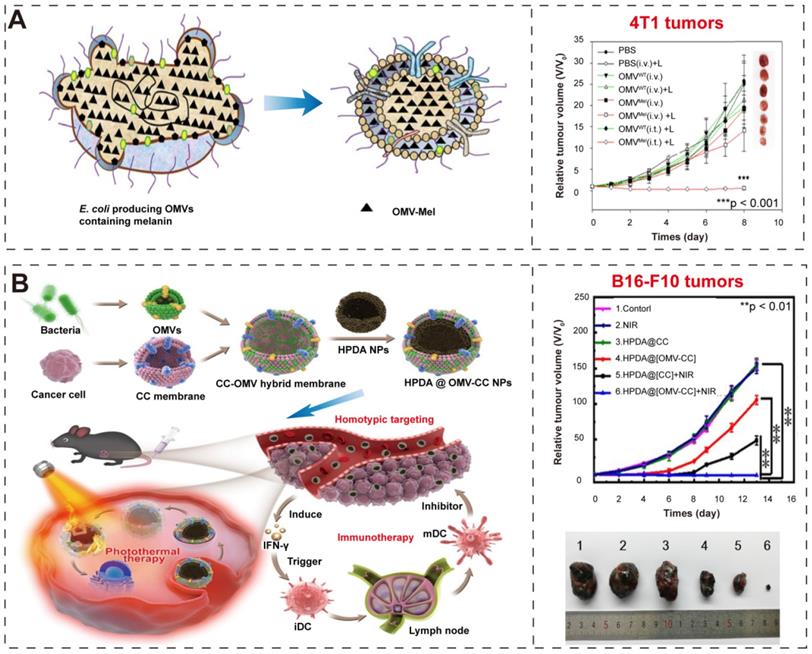 Theranostics Image