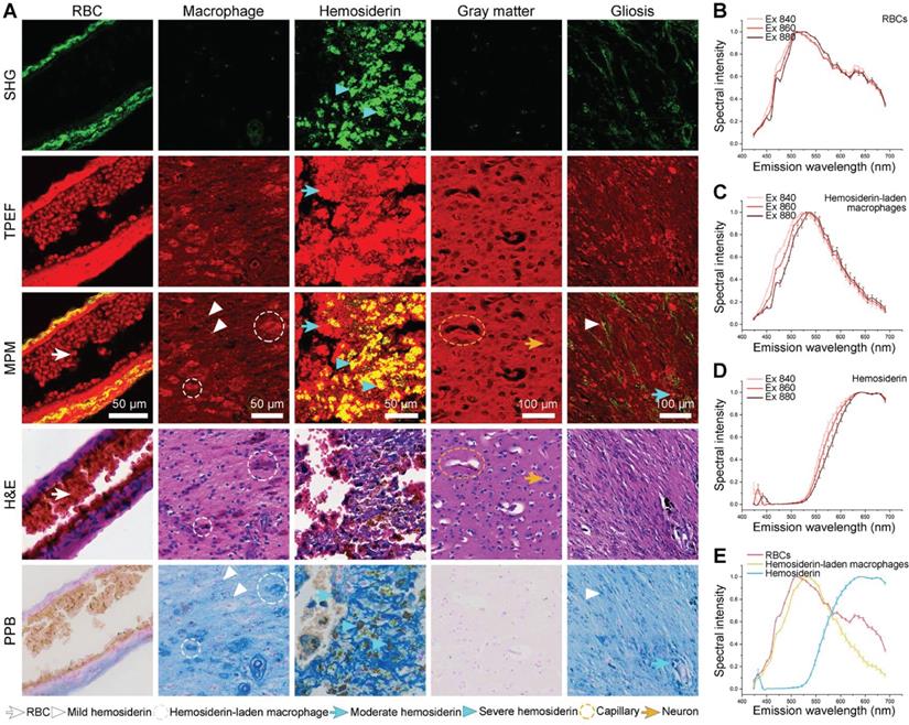 Theranostics Image