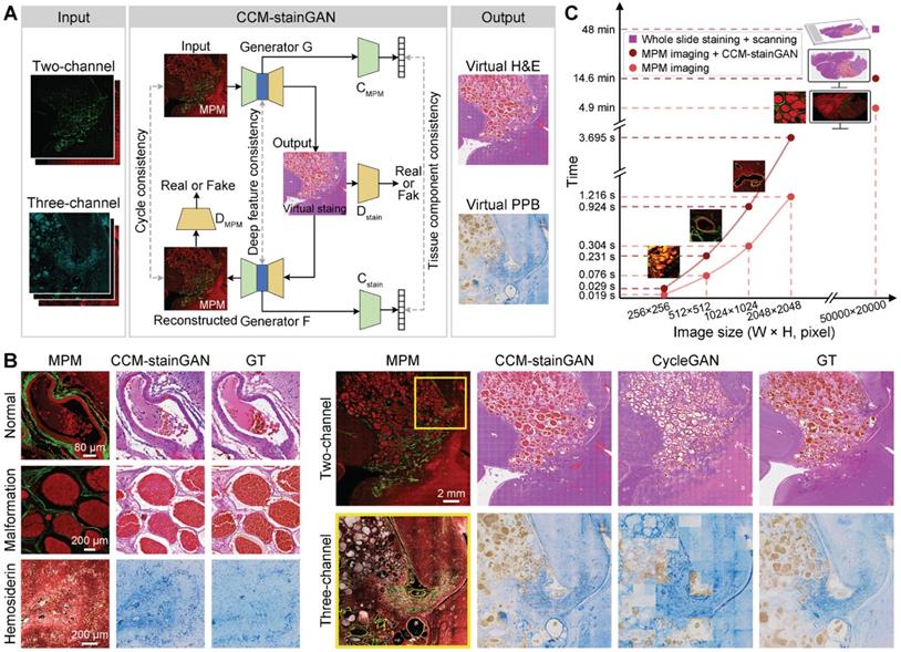 Theranostics Image