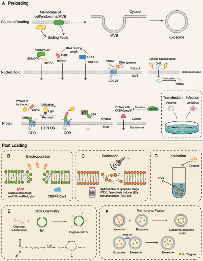 Theranostics Image