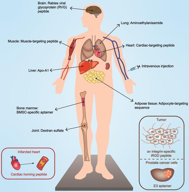 Theranostics Image