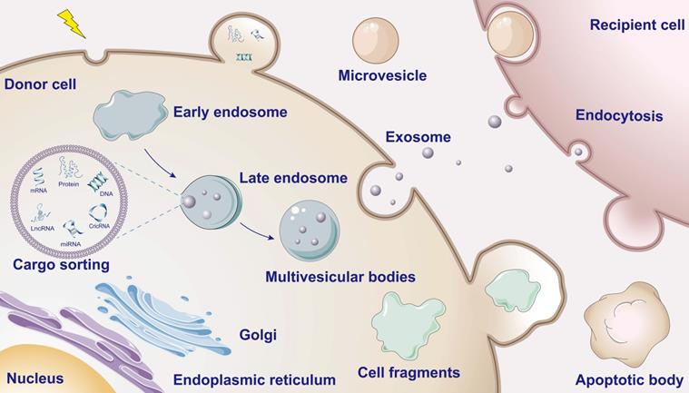 Theranostics Image