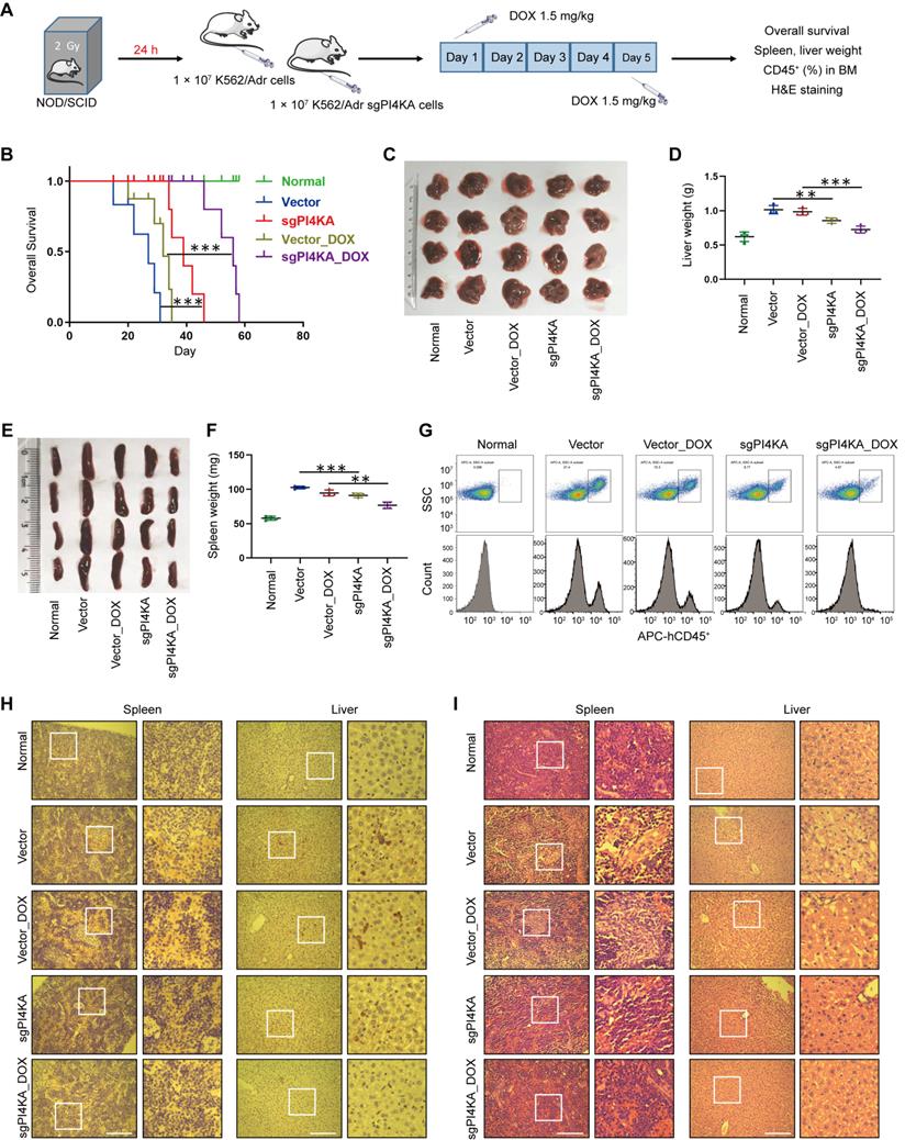 Theranostics Image