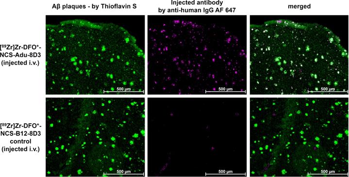 Theranostics Image