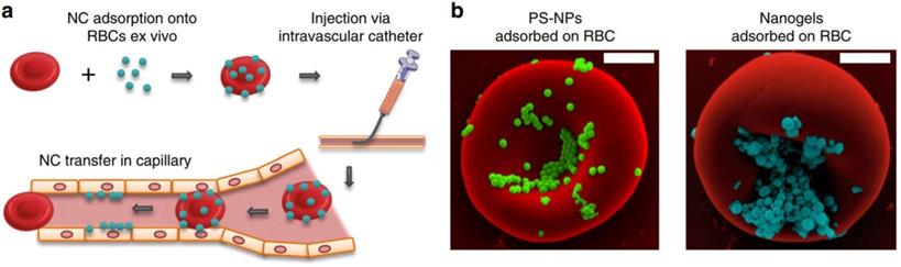 Theranostics Image