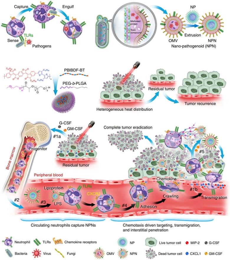 Theranostics Image