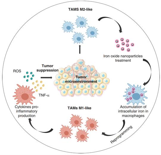 Theranostics Image