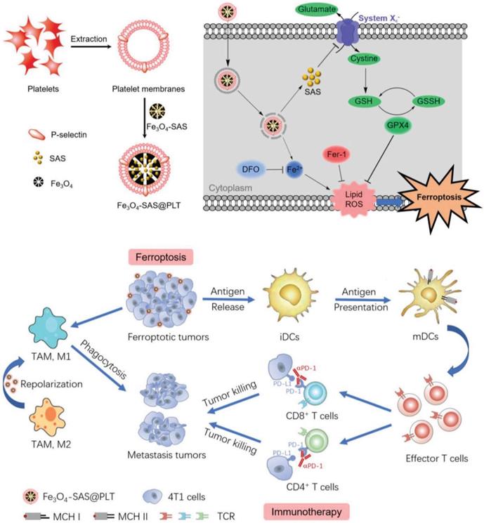 Theranostics Image