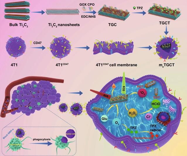 Theranostics Image