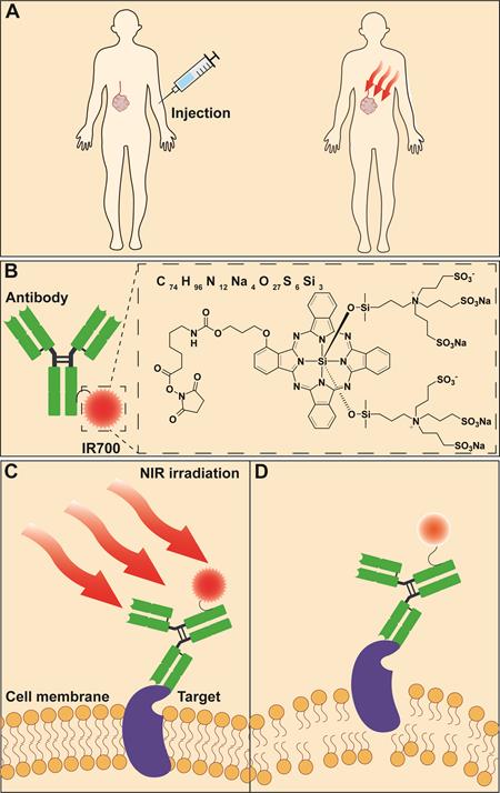 Theranostics Image