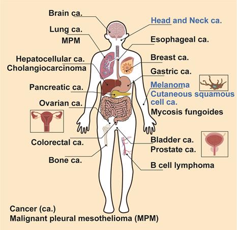 Theranostics Image