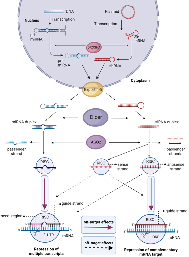 Theranostics Image